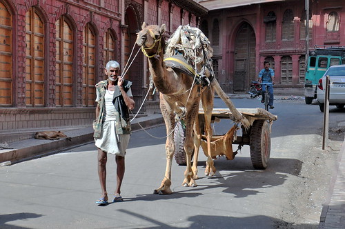 India - Rajasthan - Bikaner - Streetlife - Man With Camel