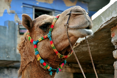 India - Rajasthan - Bikaner - Streetlife - Camel - 25