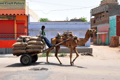 India - Rajasthan - Bikaner - Streetlife - Camel - 15