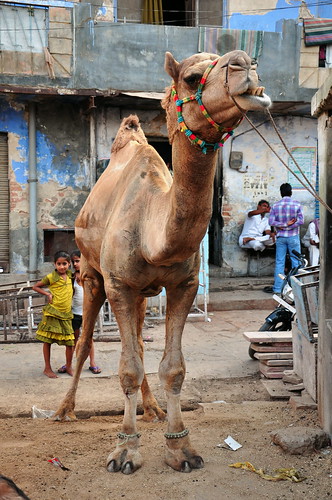 India - Rajasthan - Bikaner - Streetlife - Camel - 19