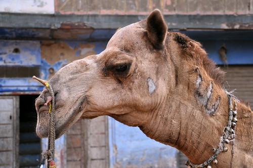 India - Rajasthan - Bikaner - Streetlife - Camel - 18