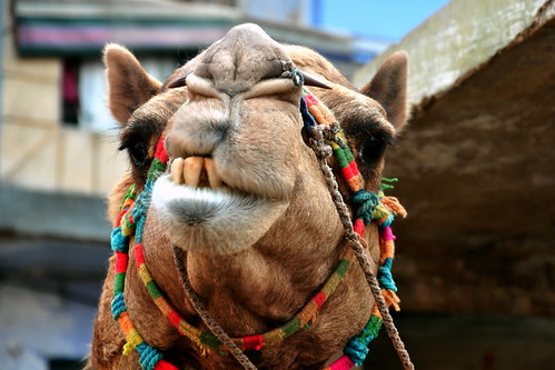 India - Rajasthan - Bikaner - Streetlife - Camel - 24