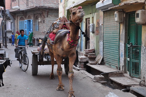 India - Rajasthan - Bikaner - Streetlife - Camel - 16