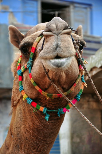 India - Rajasthan - Bikaner - Streetlife - Camel - 23