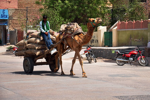 India - Rajasthan - Bikaner - Streetlife - Camel - 14