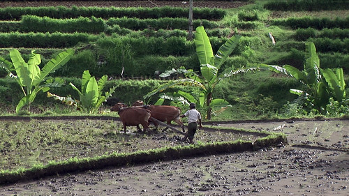 Indonesia - Bali - Preparing Rice Fields - 3