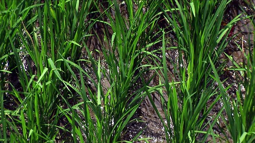 Indonesia - Bali - Young Rice Plants