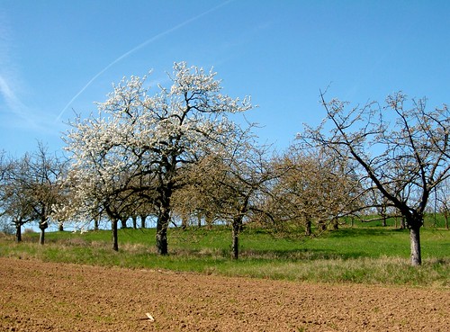 Komm, lass uns gehn aufs neubelebte Feld