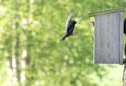 European Starling brings delicious food to demanding and very hungry juvenile