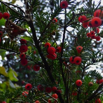 Yew Berries at Gait Barrows National Nature Reserve near Silverdale, Lancashire, England - October 2015