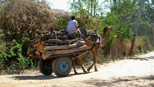 India - Rajasthan - Pushkar - Countryside - Camel Cart - 31