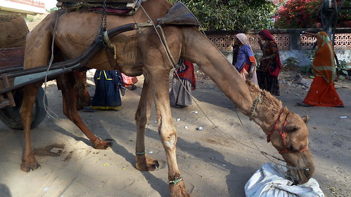 India - Rajasthan - Pushkar - Streetlife - Camel - 140