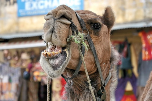 India - Rajasthan - Jaipur - Camel - 24