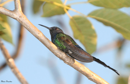 Beija-flor Tesoura (Eupetomena macroura) - Swallow-tailed Hummingbird - 12-09-2008 - IMG_20080911_9999_72