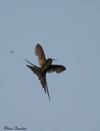 Série com o vôo do Beija-flor Tesoura (Eupetomena macroura) -  Series with the flight of the Swallow-tailed Hummingbird - 12-09-2008 - IMG_20080911_9999_71