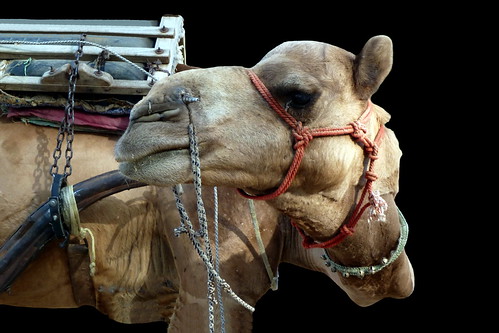 India - Rajasthan - Pushkar - Streetlife - Camel - 139d