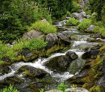 Paradise River Mt Rainier_01