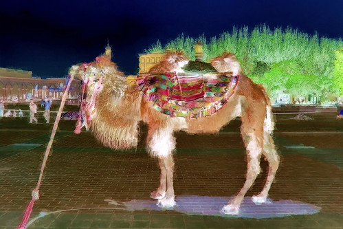 China - Kashgar - Camel - 1bb