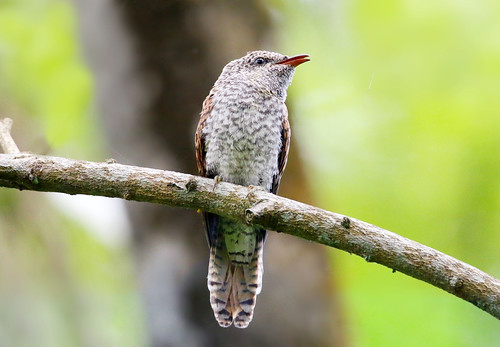 Banded Bay Cuckoo fledgling