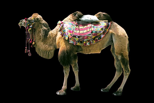 China - Kashgar - Camel - 1d