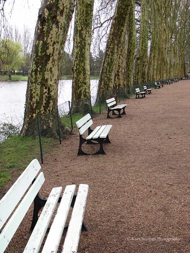 Sycamores, Fichaux gardens, Bourges