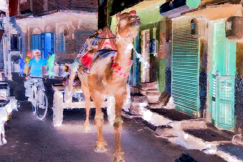 India - Rajasthan - Bikaner - Streetlife - Camel - 16bb