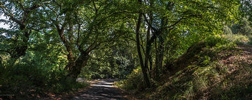 Under plane trees