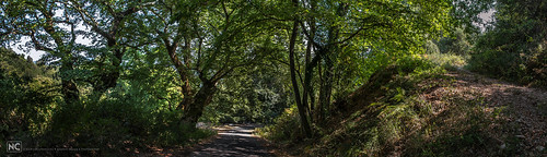 Under plane trees