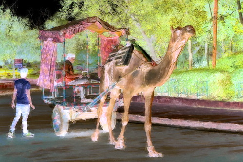 India - Uttar Pradesh - Agra - Streetlife - Camel Cart - 20bb