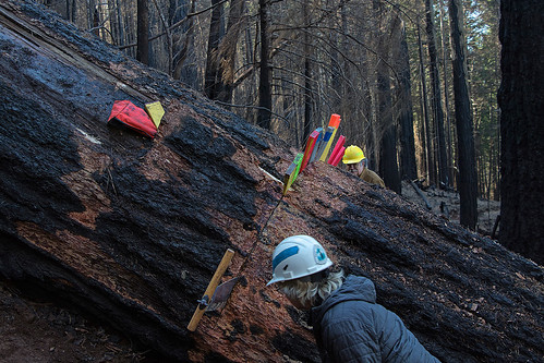 Clearing some large diameter logs from Gorton Creek Trail in Wilderness, photo courtesy of Pacific Crest Trail Association.