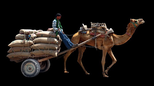 India - Rajasthan - Bikaner - Streetlife - Camel Cart - 15d