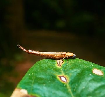 Ship-timber Beetle (Atractocerus crassicornis), Singapore