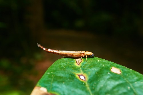 Ship-timber Beetle (Atractocerus crassicornis), Singapore