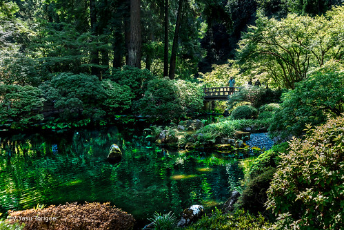 Reflections at Strolling Pond Garden at the Portland Japanese Garden, Portland OR USA-27a