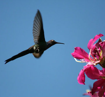 Beija-flor Tesoura ao lado de Uma Pata-de-vaca (Bauhinia variegata) - Swallow-tailed Hummingbird beside a Purple orchid tree 6 389 - 9