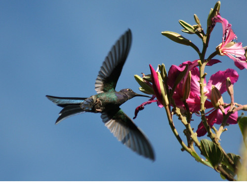 Beija-flor Tesoura (Eupetomena macroura) ao lado de uma Pata-de-vaca (Bauhinia variegata) - Swallow-tailed Hummingbird beside a Purple orchid tree 6 331 - 9