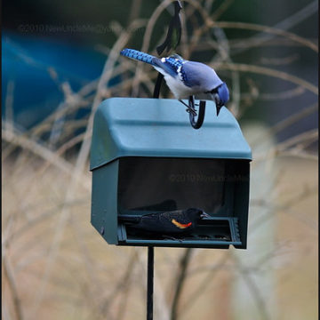 Red winged Blackbird (Agelaius phoeniceus) + Blue Jay (Cyanocitta cristata)