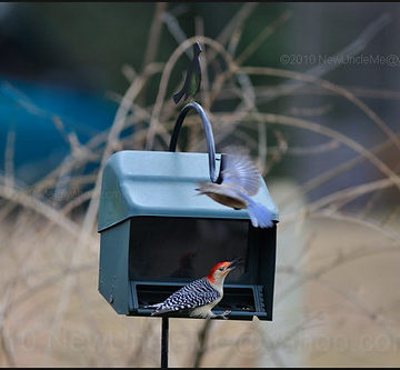 Bluebird vs. Woodpecker