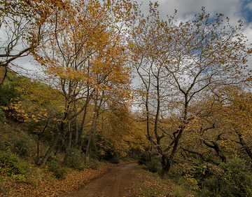 Forest Road