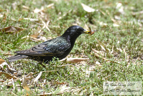 Common Starling (Sturnus vulgaris)_DSC0411-1