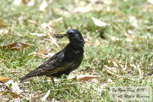 Common Starling (Sturnus vulgaris)_DSC0416-1