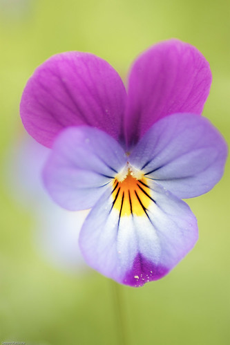 Viola tricolor @ f5,4