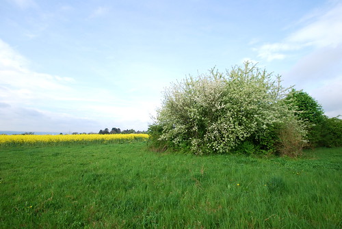 Nun weiche, du schwarze Trauersucht!