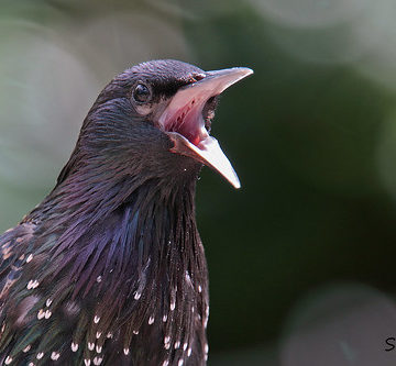 STARLING // STURNUS VULGARIS (21cm)