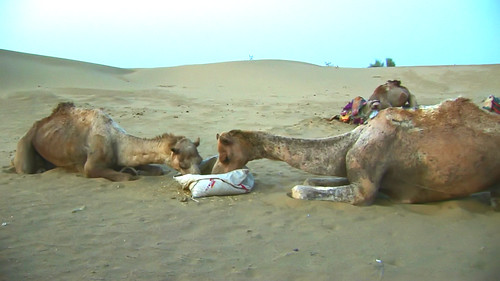 India - Rajasthan - Jaisalmer - Desert - Camesl - 32