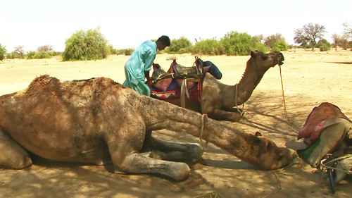 India - Rajasthan - Thar  Desert - 51