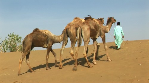 India - Rajasthan - Thar Desert - 56