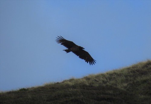 Lammergeier in the Peak District National Park, Derbyshire, England - August 2020