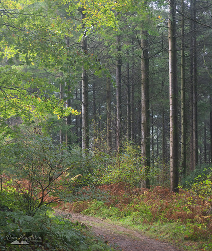 Woodland Capers in the Rain