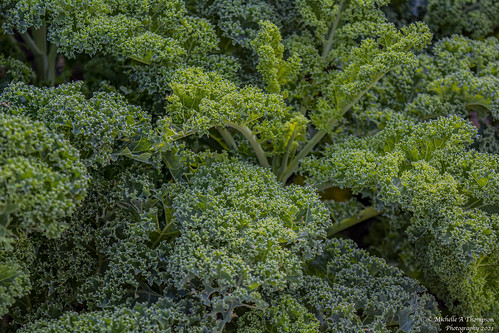 Kale Abstract